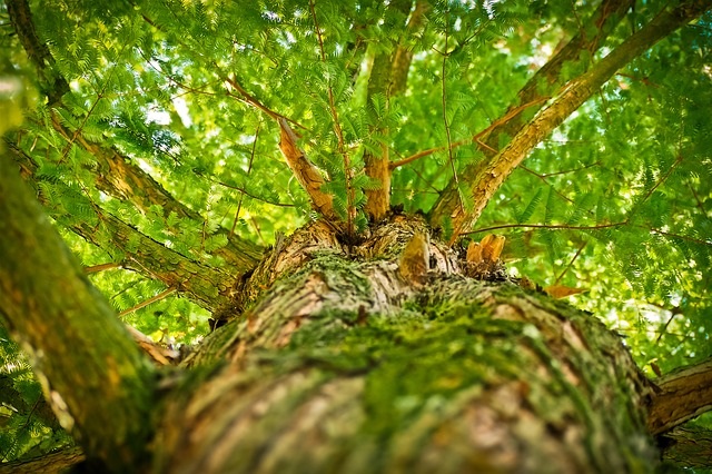 Forest_Bathing